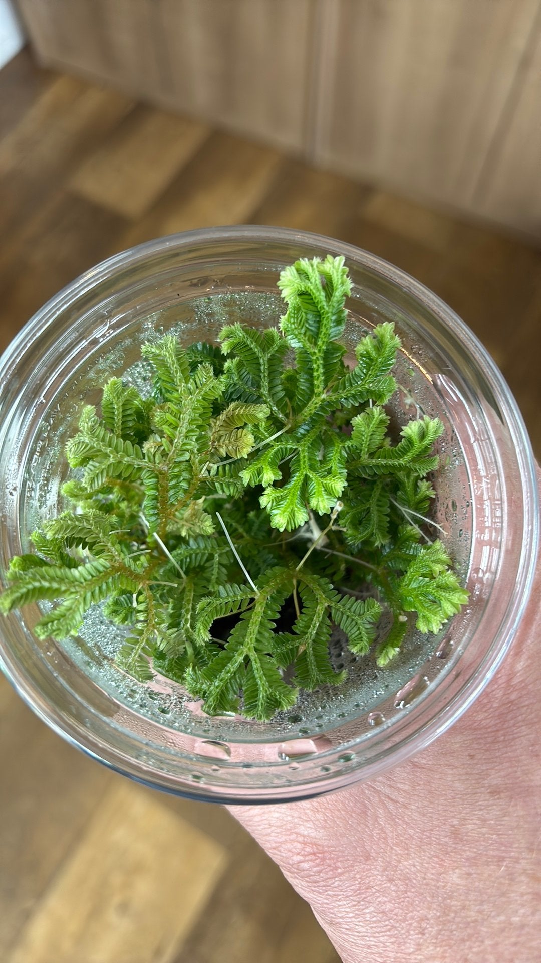 Terrariumplant Selaginella martensii, Ophalen of Verzenden, Halfschaduw, Minder dan 100 cm