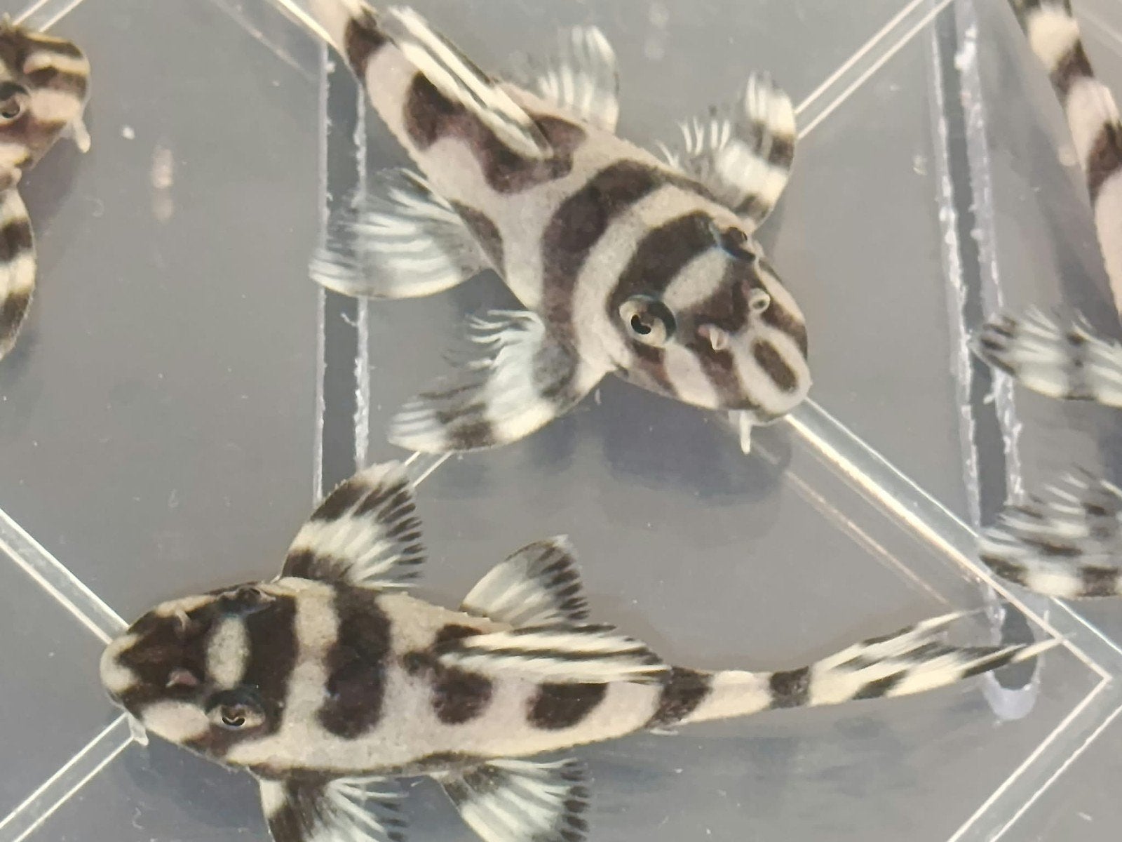 68x L333 Hypancistrus, Vis