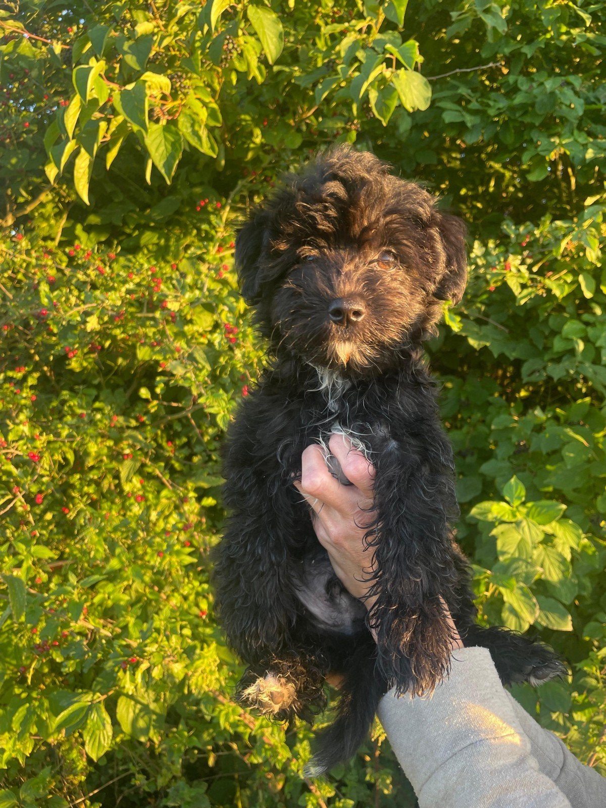 Prachtige dwergpoedel / maltipoo pups, Parvo, Overige rassen, 8 tot 15 weken, Meerdere