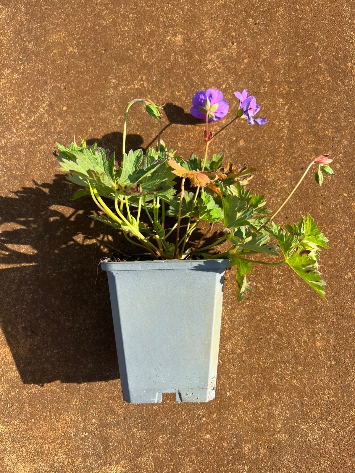 Geranium Rozanne P9 €3,40, Tuin en Terras, Ophalen, Overige soorten, Volle zon