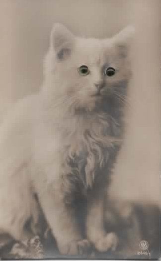 Kat, Verzenden, Voor 1920, Ongelopen, Hond of Kat