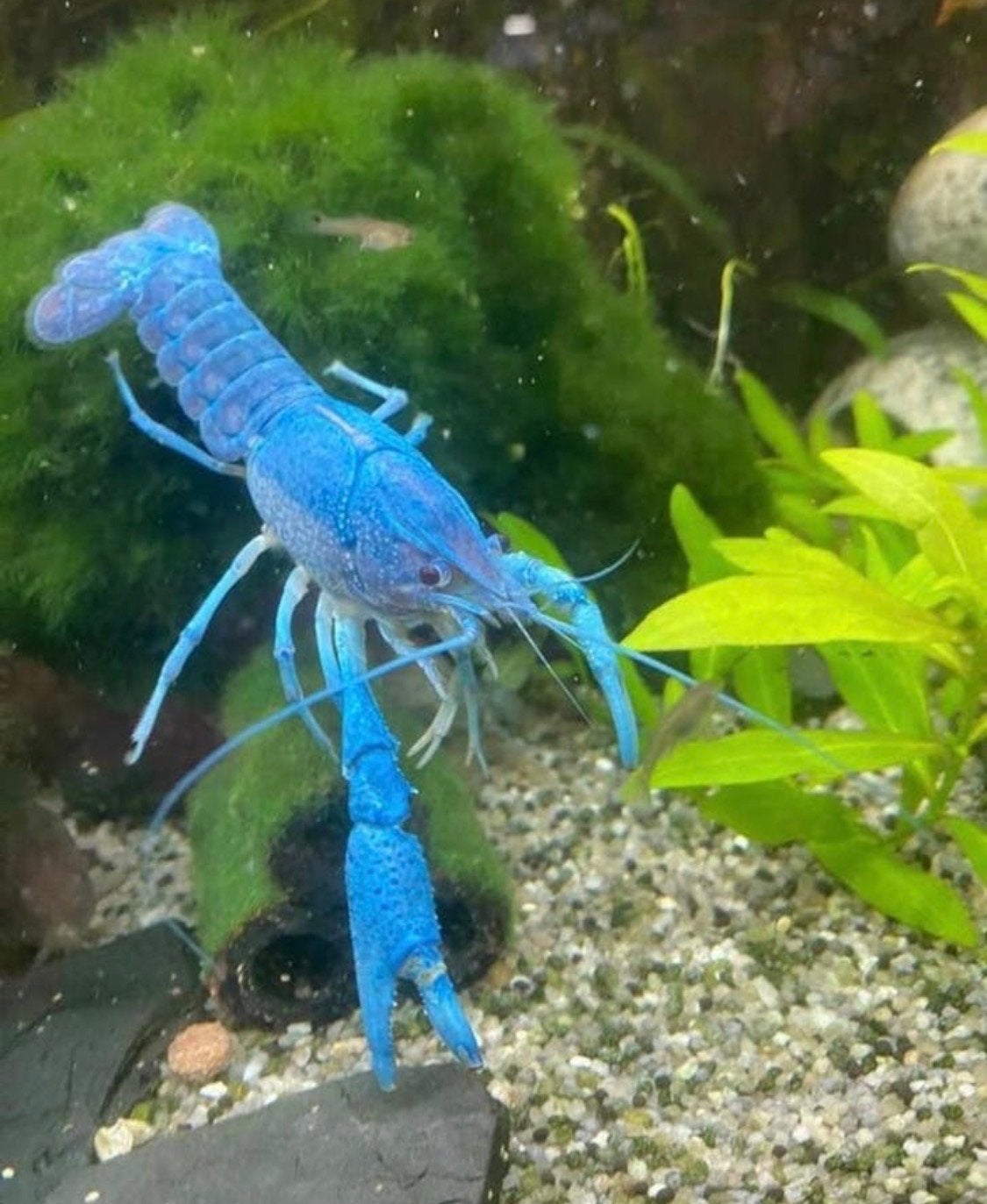 Blauwe florida kreeft bij 10 = 3 extra gratis, Dieren en Toebehoren, Ophalen, Overige typen