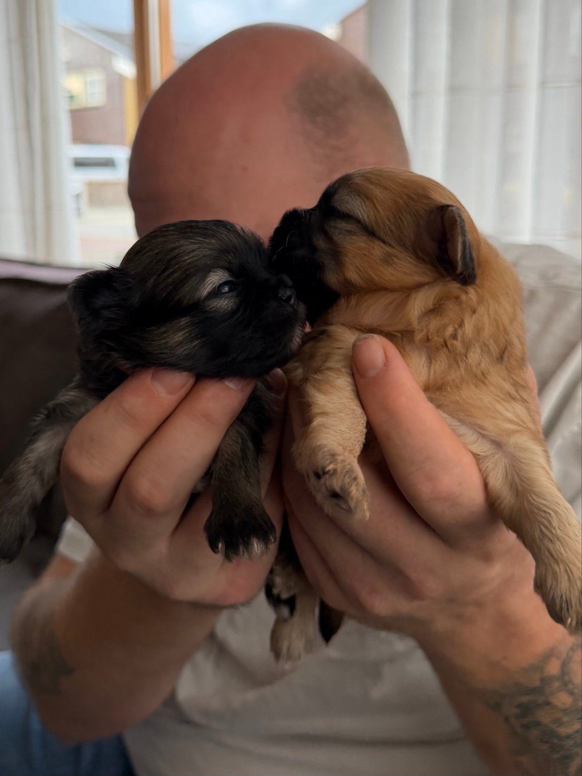 Boomer x pomeriaan pups, 8 tot 15 weken, Meerdere, Meerdere dieren, Klein