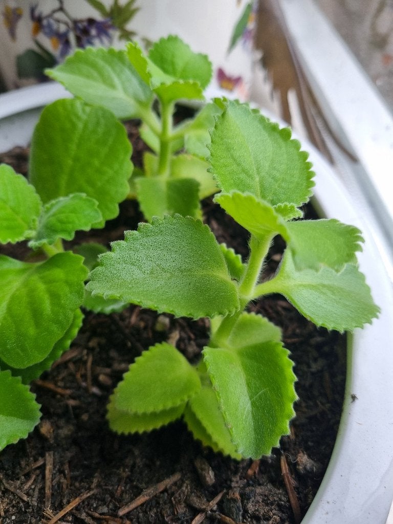 Organische Cubaanse Oregano Plectranthus amboinicus stekken, Overige soorten, Minder dan 100 cm, Groene kamerplant, Halfschaduw