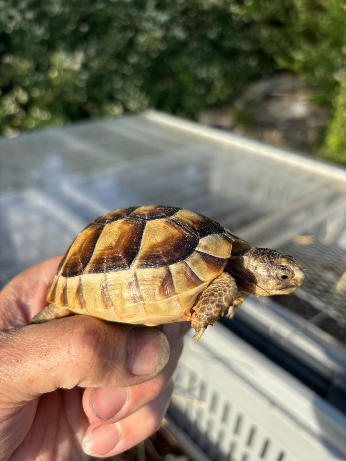 Te koop nakweek breedrandschildpadjes Tortoise - unknown for sale from Robert