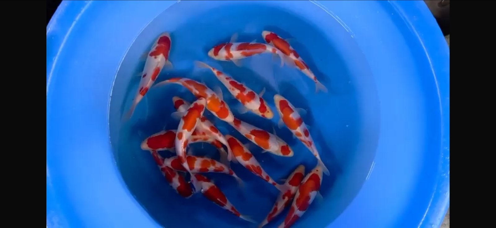 Ikarachi toshinobu en Yoshino kohakus, Dieren en Toebehoren, Karper of Koi