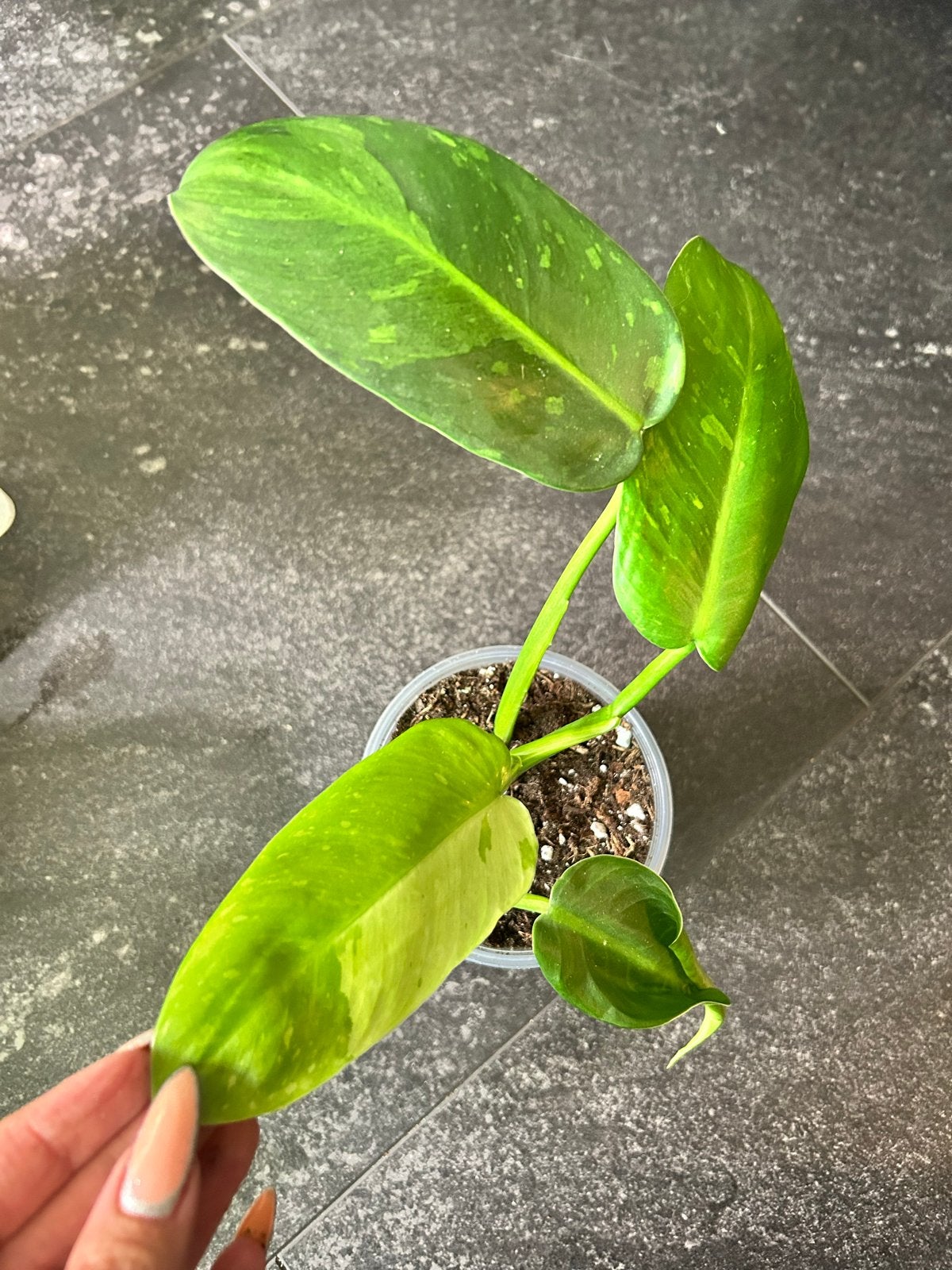 Philodendron Jose Buono - Prachtige kamerplant, Huis en Inrichting, Kamerplanten, Ophalen of Verzenden, Halfschaduw, Minder dan 100 cm
