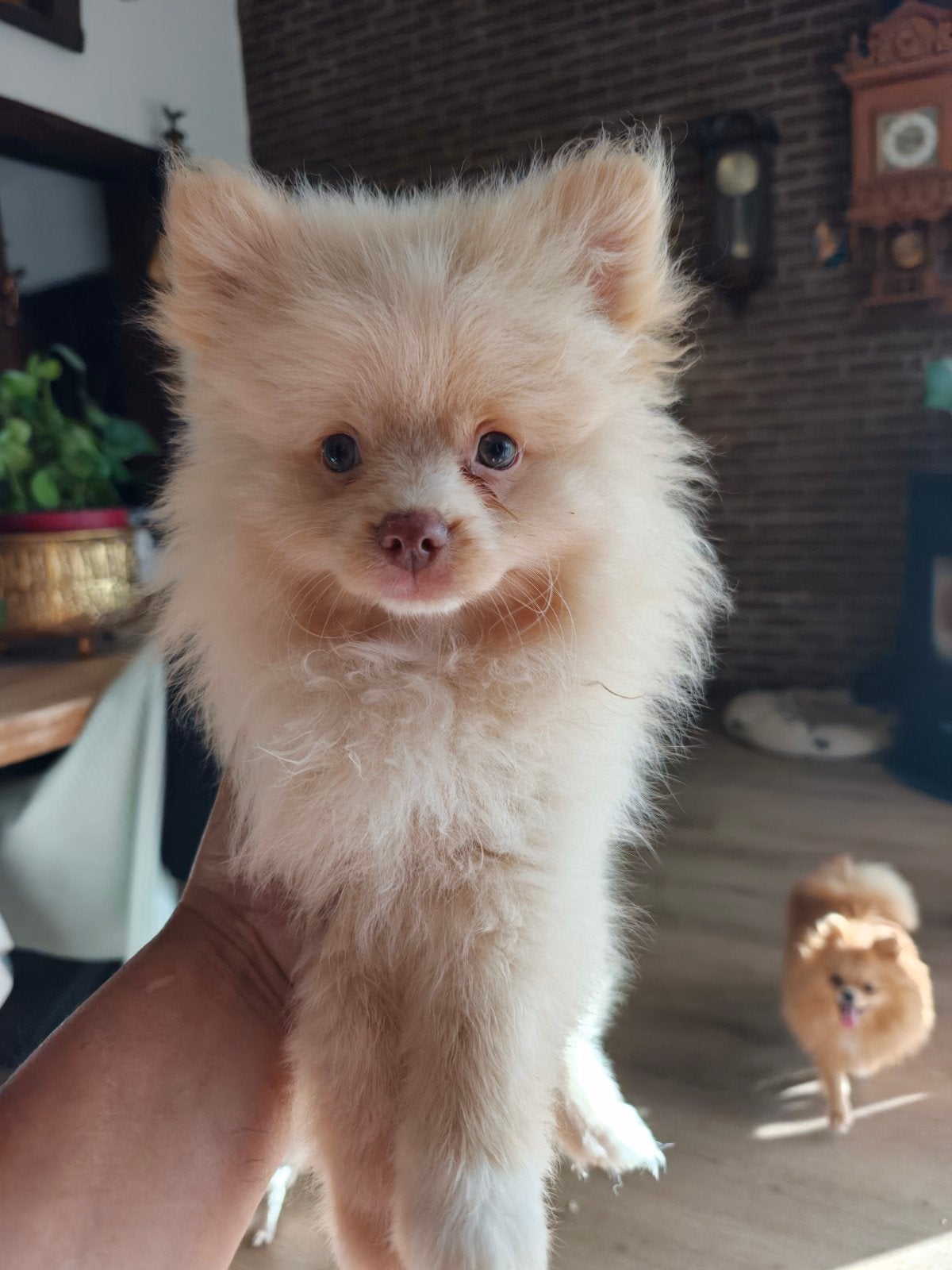 Super lieve pomeriaantjes pups reutjes, Keeshond, 8 tot 15 weken, Meerdere, Meerdere dieren