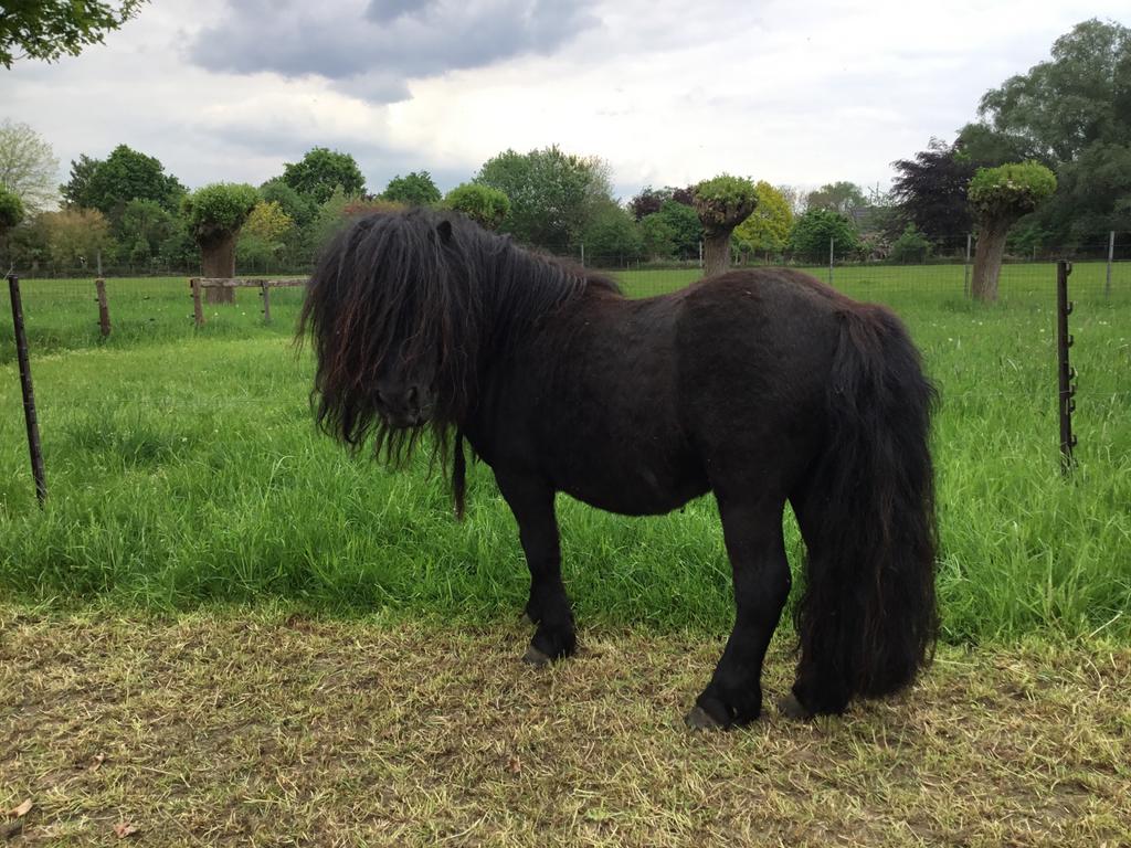 Shetlander hengst, Dieren en Toebehoren, Hengst, A pony (tot 1.17m), Met stamboom, 3 tot 6 jaar