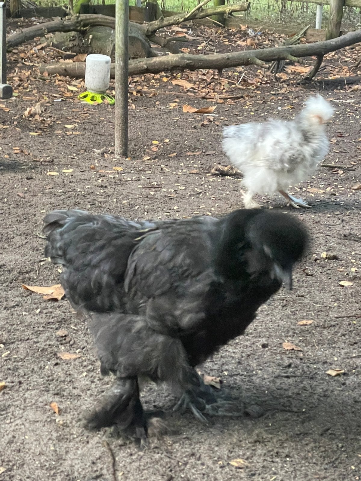 Zijdehoen hennen, Dieren en Toebehoren, Vrouwelijk, Kip