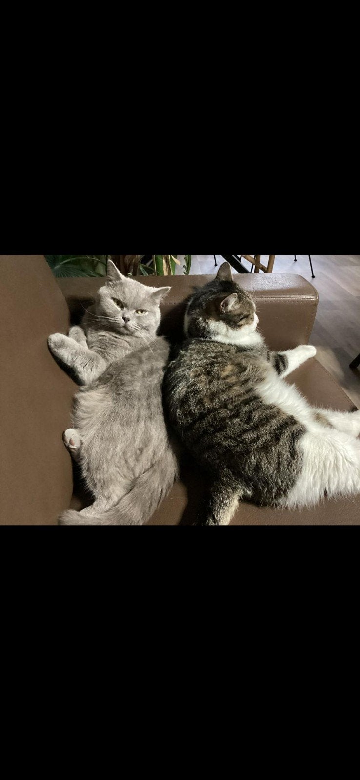 Katten oppas