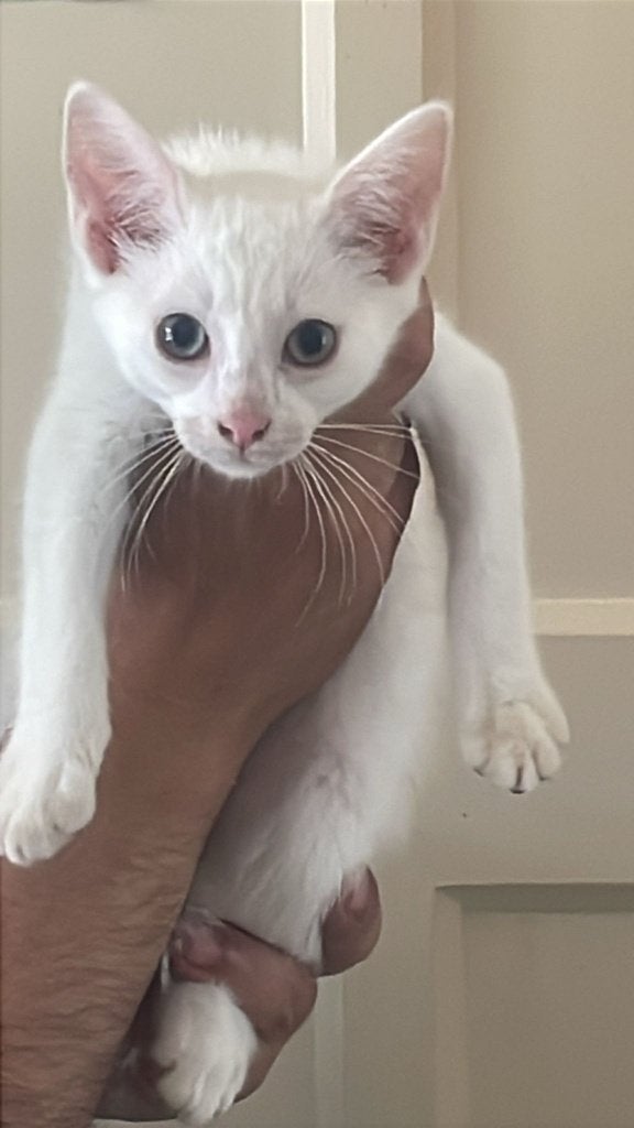 Mooie Gezonde Angora witte kittens te koop, Dieren en Toebehoren, Meerdere dieren, Ingeënt