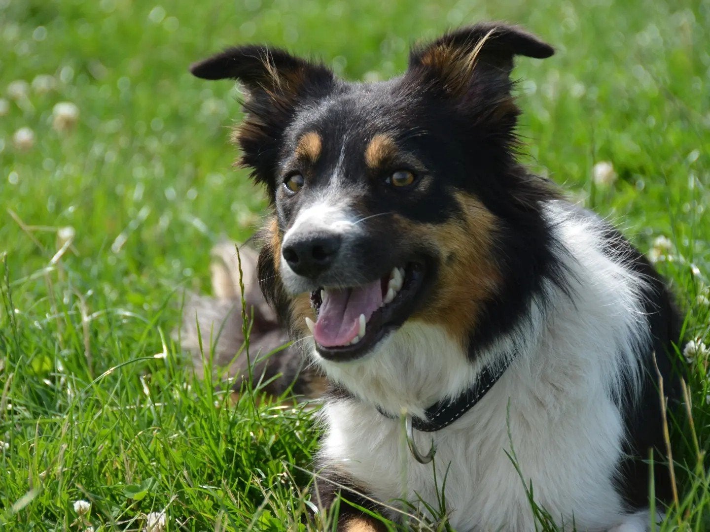 Border collie, 6 jaar of ouder, Teef, Eén hond, Middel