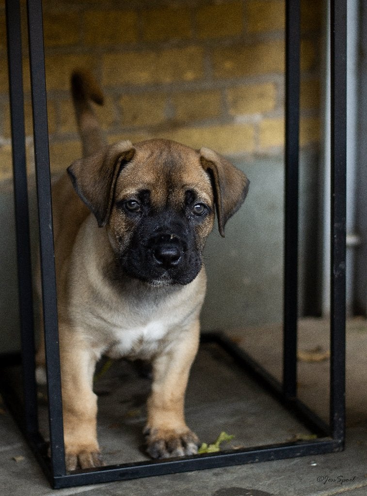 Raszuivere Boerboel pups met stamboom, Parvo, Overige rassen, 8 tot 15 weken, Meerdere