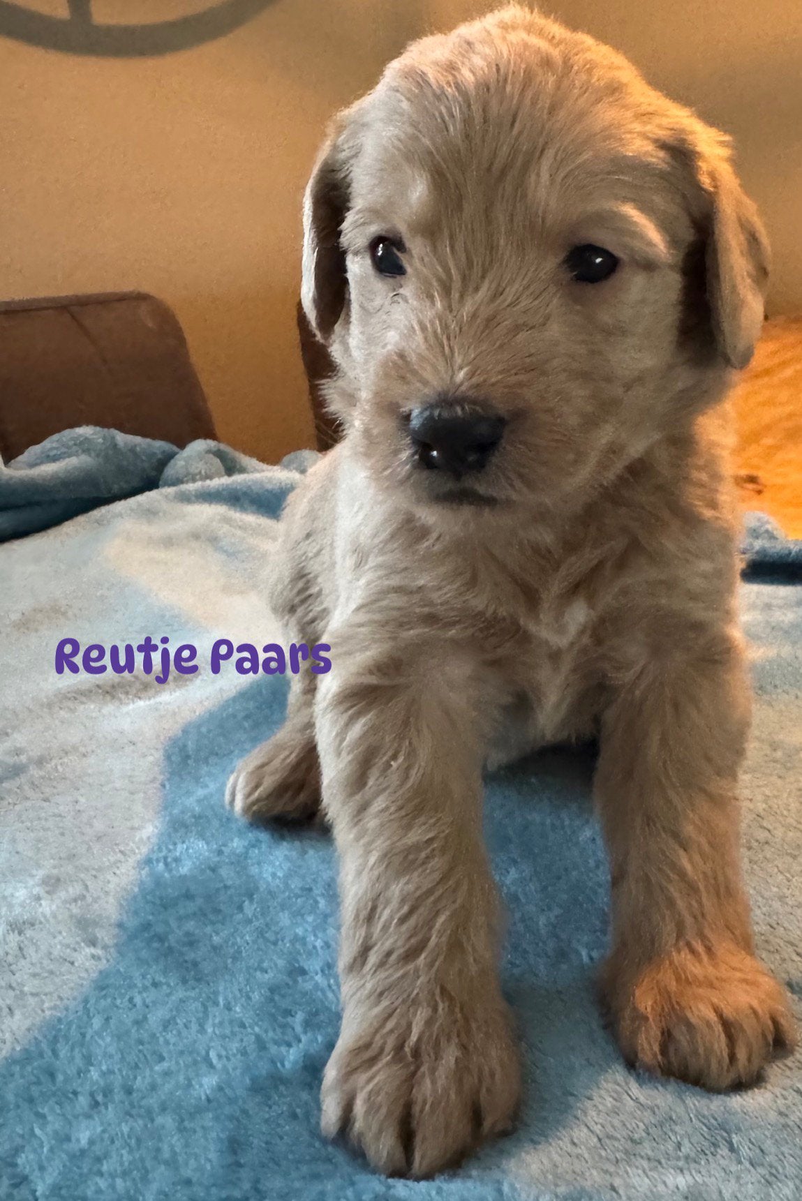 Nog 2 Labradoodlepups beschikbaar, Dieren en Toebehoren, Overige rassen, 8 tot 15 weken, Meerdere, Meerdere dieren