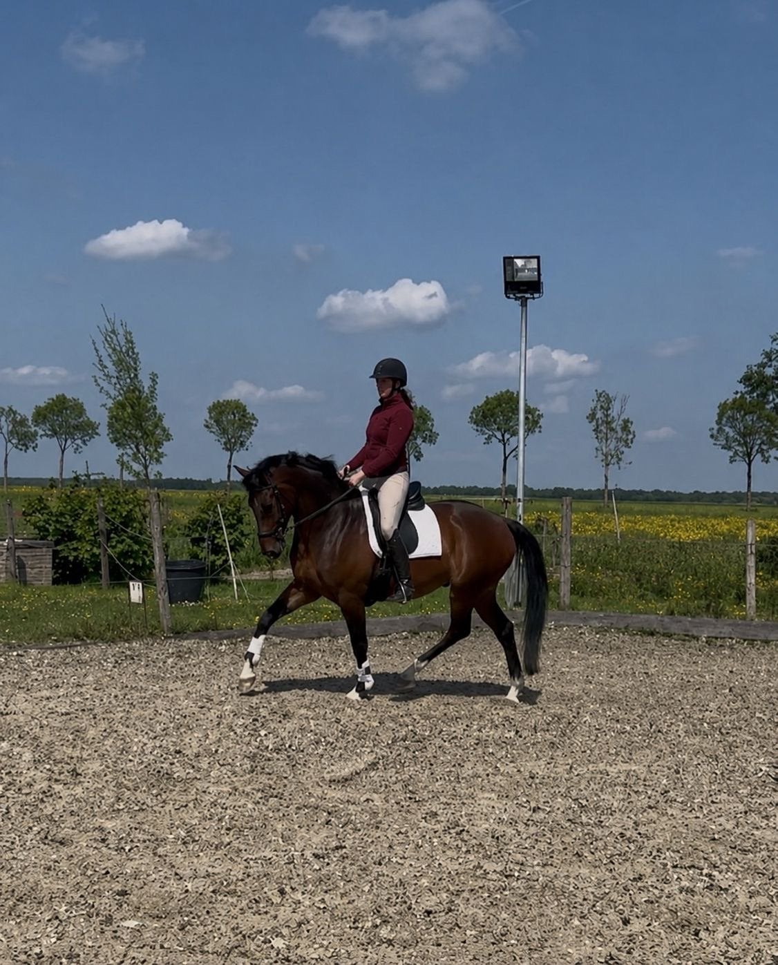 Knappe brave ruin, Ruin, Dressuurpaard, 3 tot 6 jaar, 165 tot 170 cm