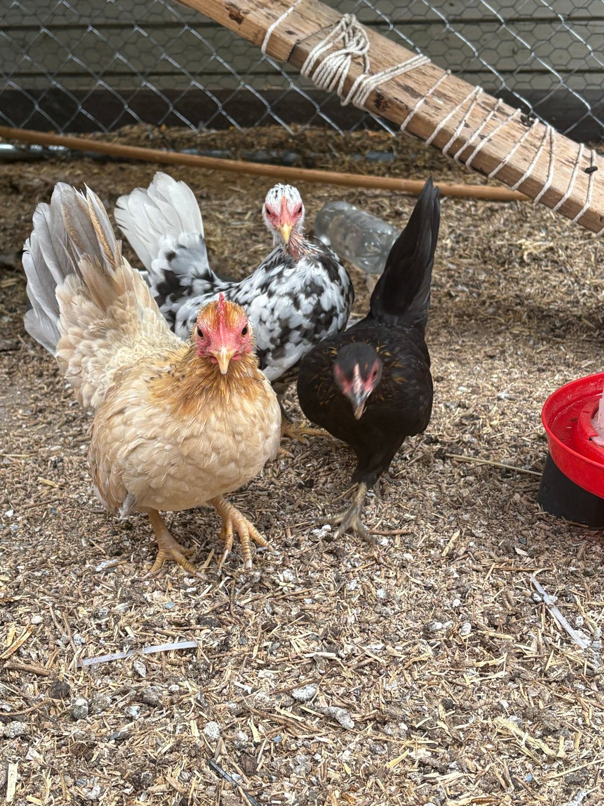 4 serama kippen (hennen), Dieren en Toebehoren, Pluimvee, Vrouwelijk, Kip