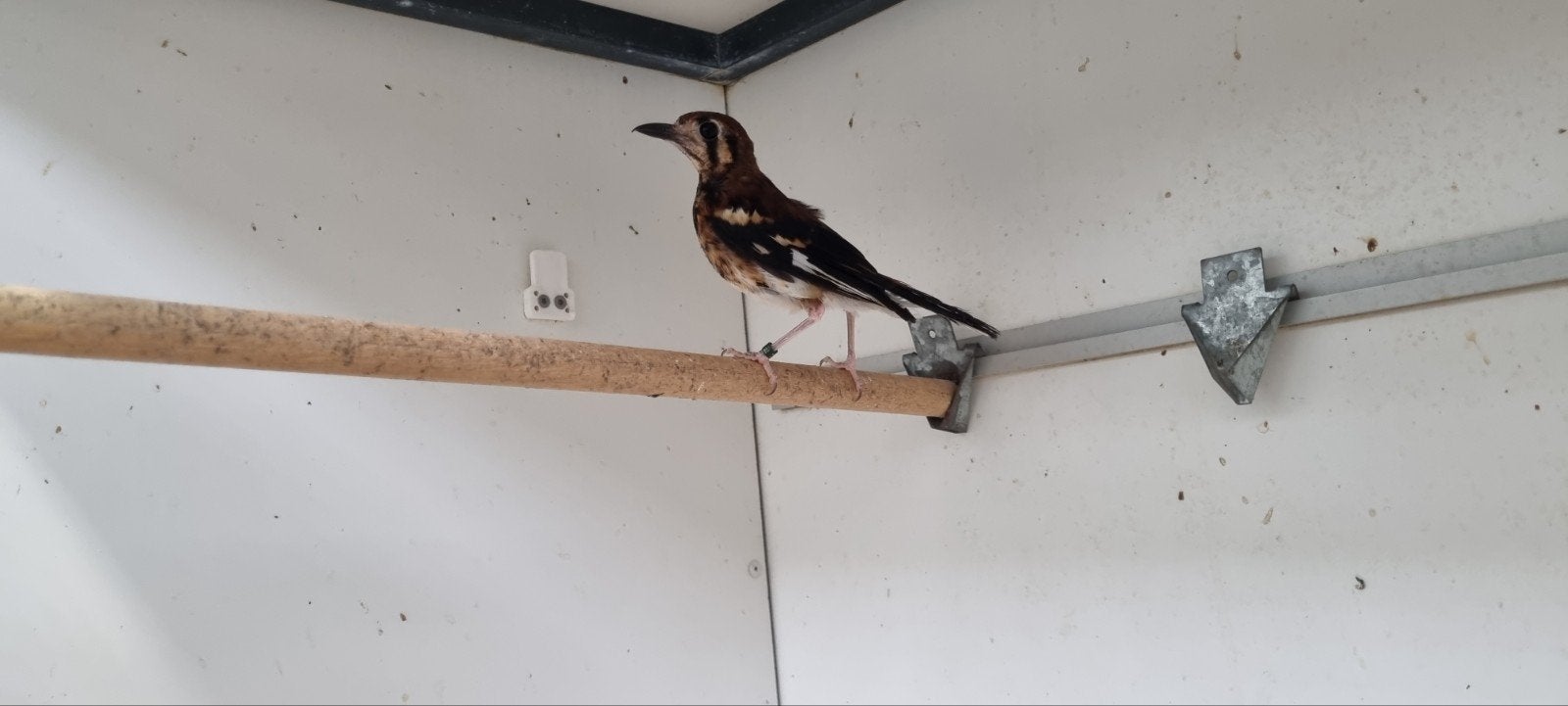 Kastanjerug lijster man, Mannelijk, Tropenvogel, Geringd