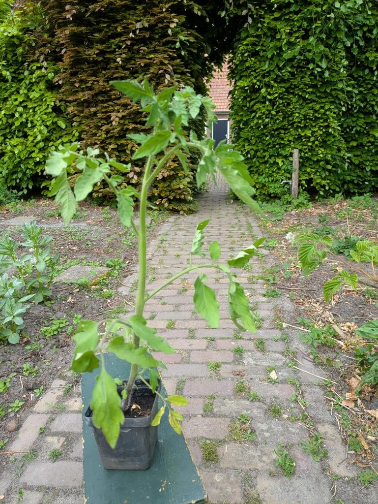 Tomatenplanten, Tuin en Terras, Planten | Bomen, Ophalen of Verzenden, Volle zon, Overige soorten