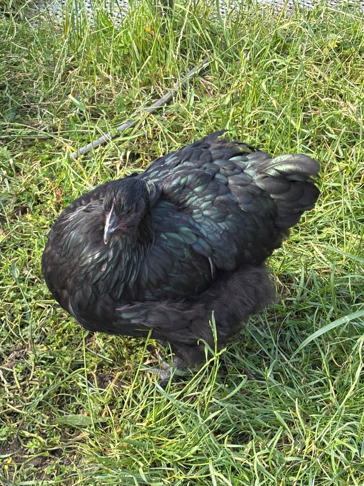 Orpingtons te koop, Dieren en Toebehoren, Pluimvee, Meerdere dieren, Kip