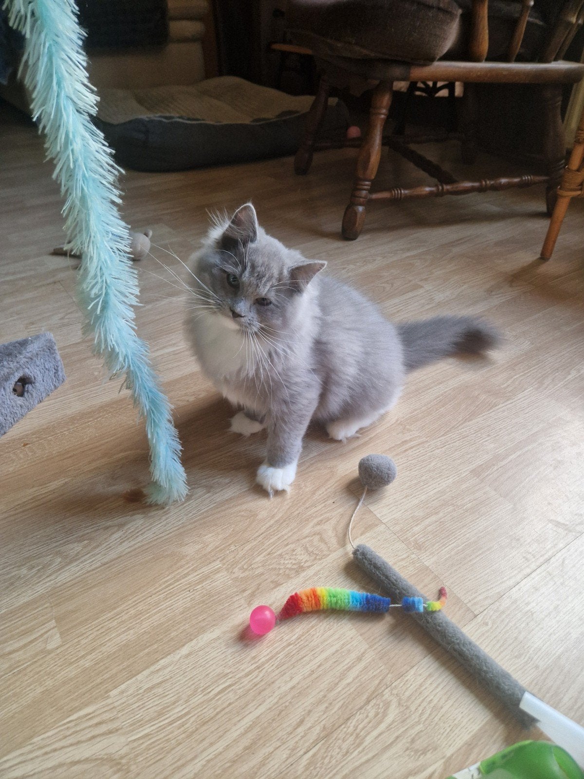 ragdoll kitten mag direct mee, stamboom &  geteste  ouder, Meerdere dieren, Met stamboom, 0 tot 2 jaar