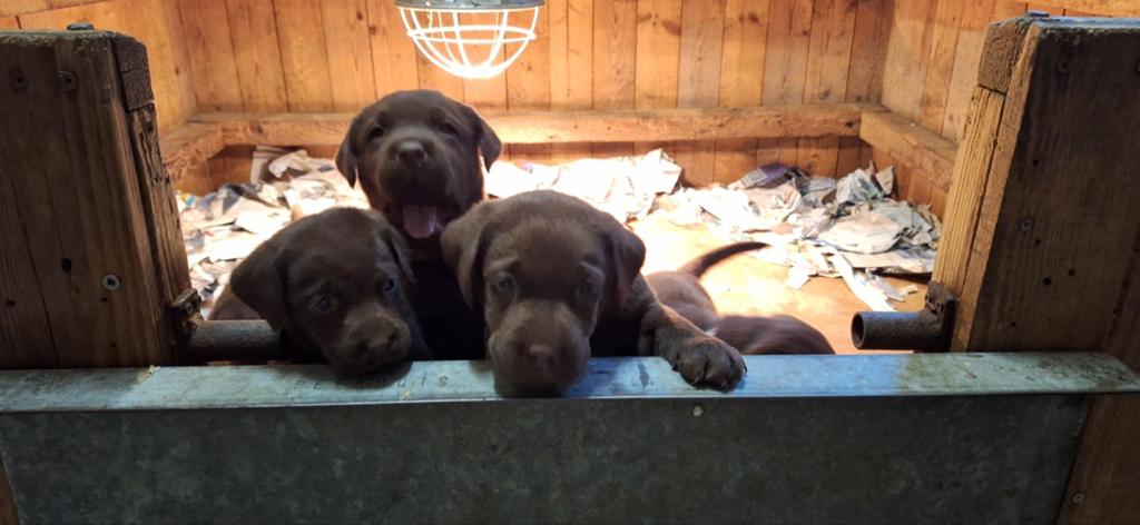 Labrador pups. Mogen v.a 2e pinksterdag naar nieuw huisje, Dieren en Toebehoren, Parvo, Nederland, 8 tot 15 weken, Labrador retriever