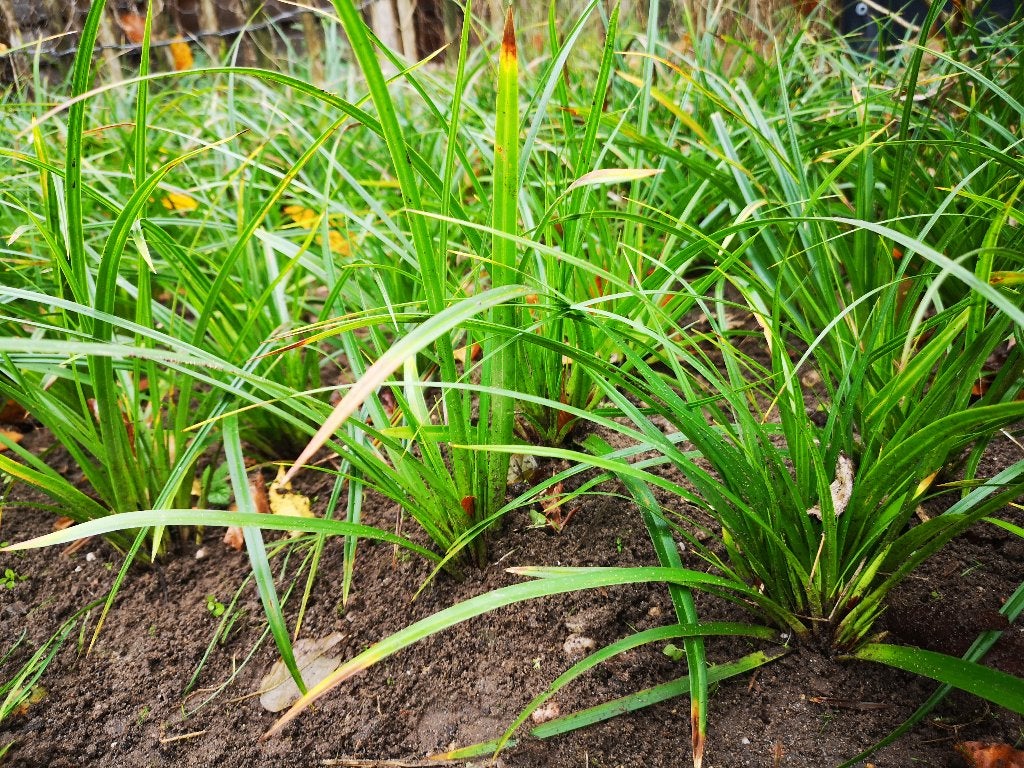 Foto 6 van Carex Morowii siergras bodembedekker Zegge groter dan P9