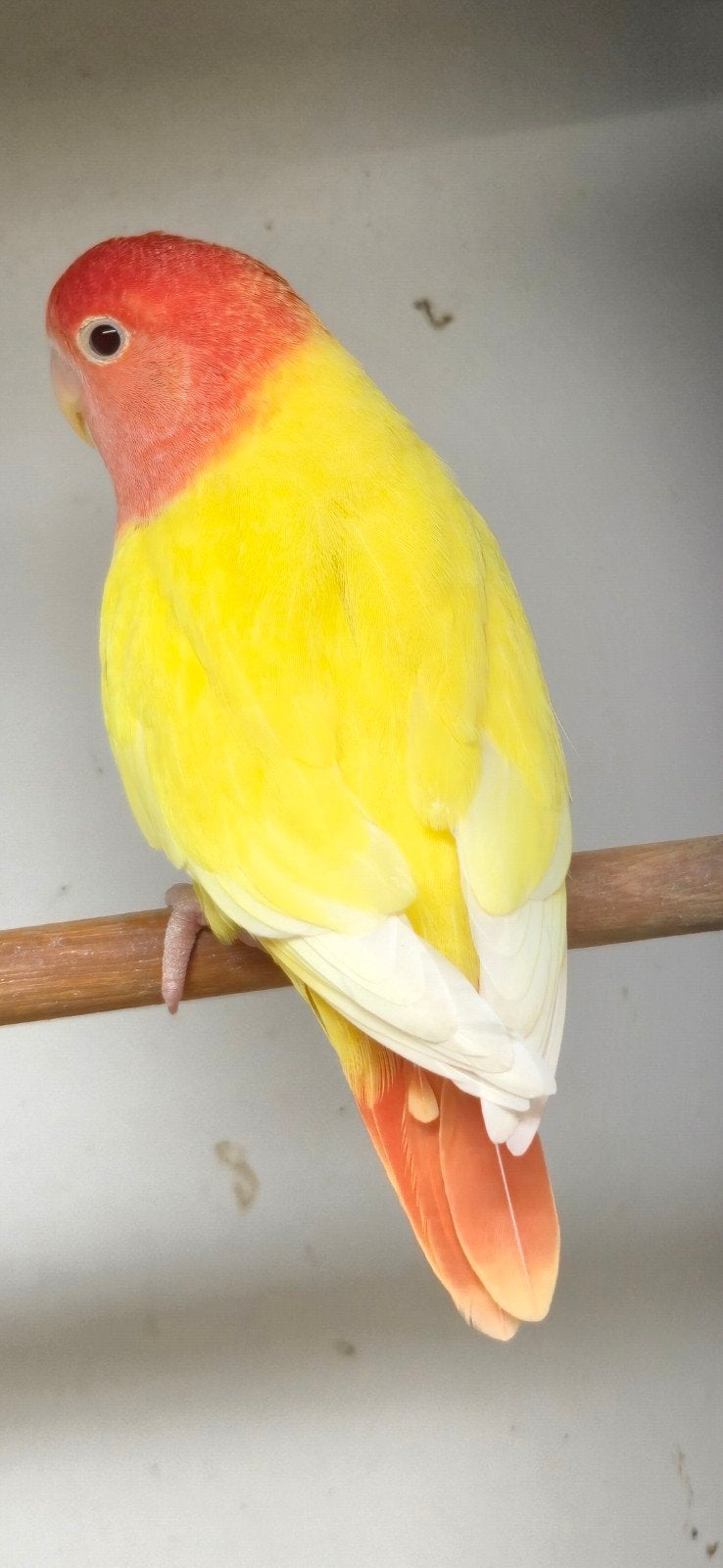 opaline lutino roseicollie, Dieren en Toebehoren, Geslacht onbekend, Dwergpapegaai of Agapornis
