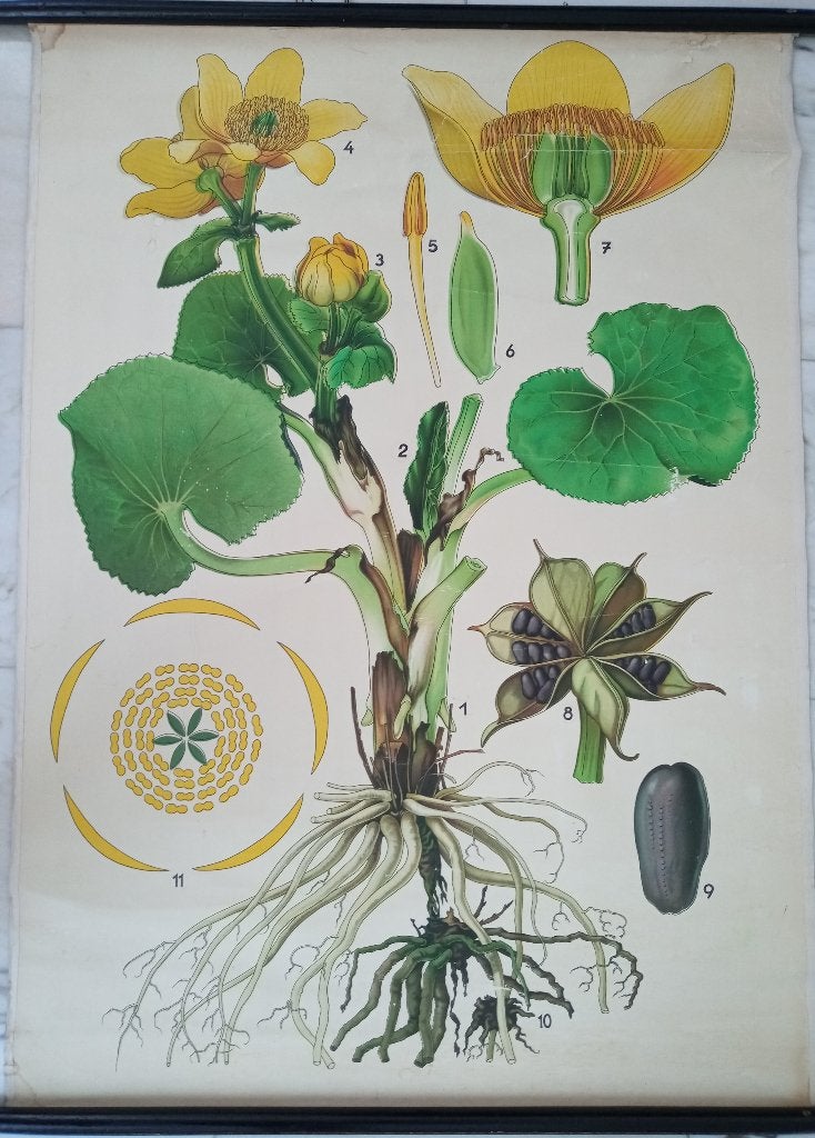 Antieke Botanische Haslinger schoolplaat moeras dotterbloem, Antiek en Kunst, Ophalen of Verzenden, Natuur en Biologie