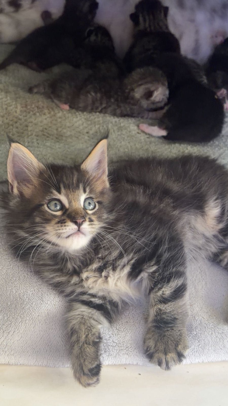 Kitten, Dieren en Toebehoren, Kater