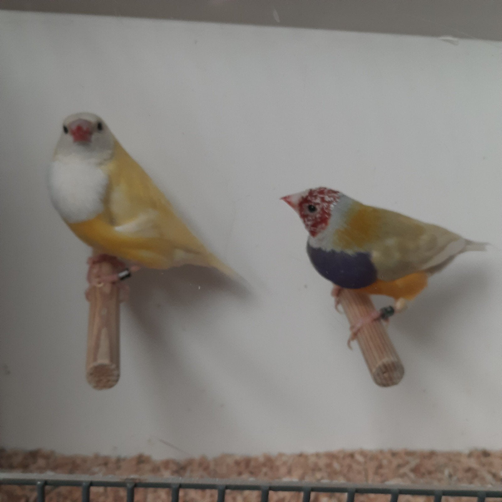 koppels gouldamadines, Dieren en Toebehoren, Meerdere dieren, Geringd
