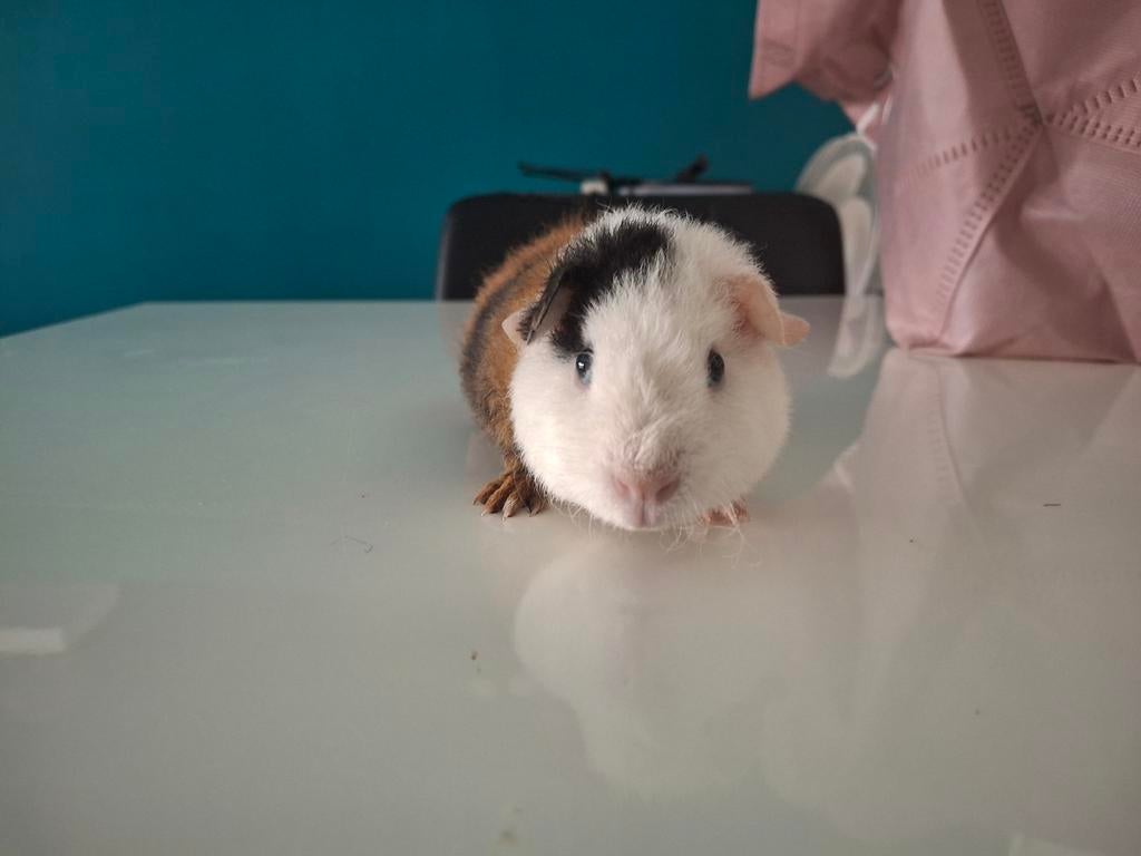 US Teddy Beer, Cavia, April, Mannelijk, Tam