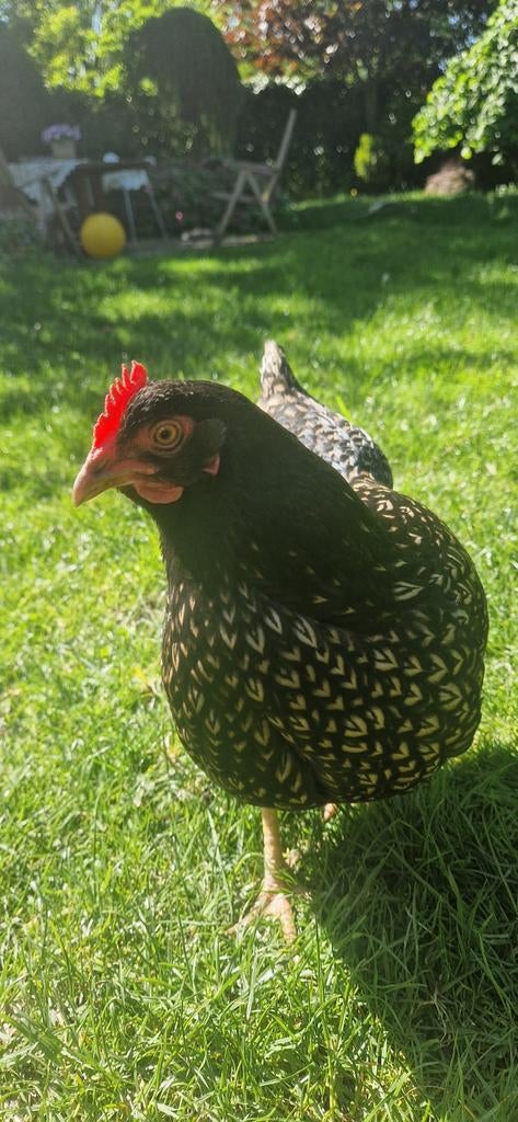 2 Mooie Sierkippen / Krielen – Barneveld, Gezond & Handtam, Dieren en Toebehoren, Pluimvee, Vrouwelijk, Kip