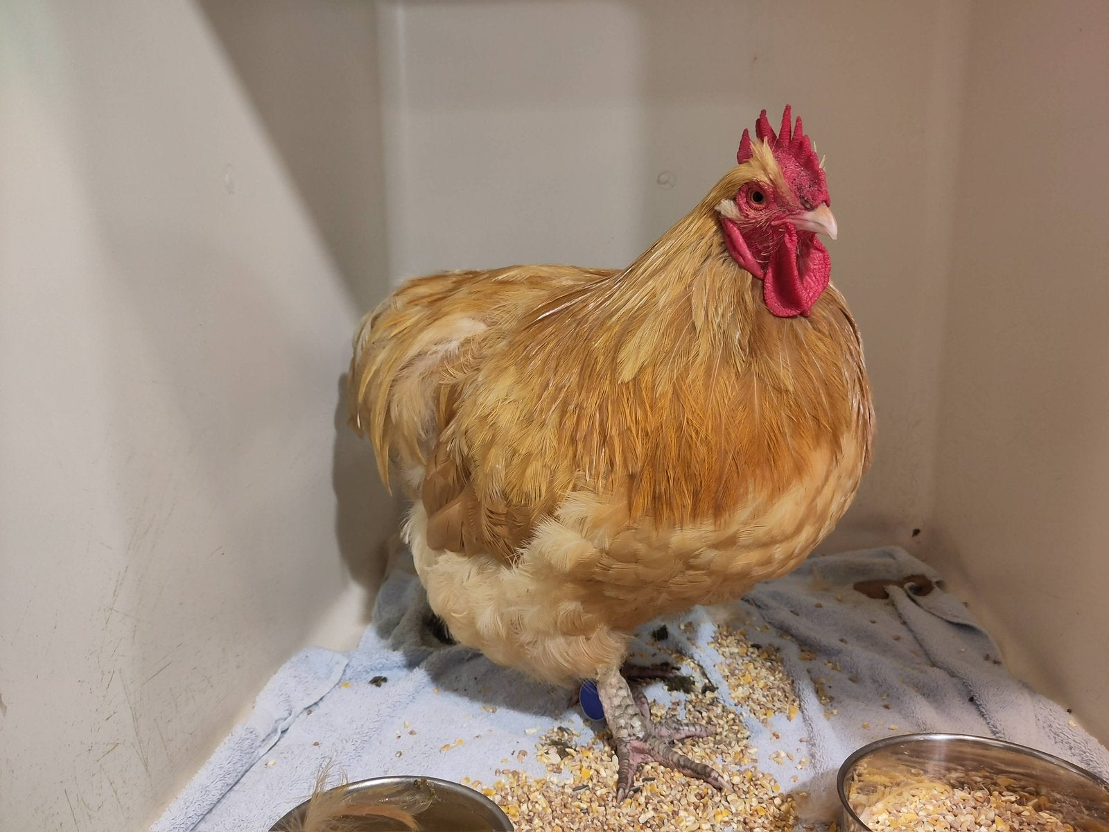 Barry, buff orpington haan, Mannelijk, Kip