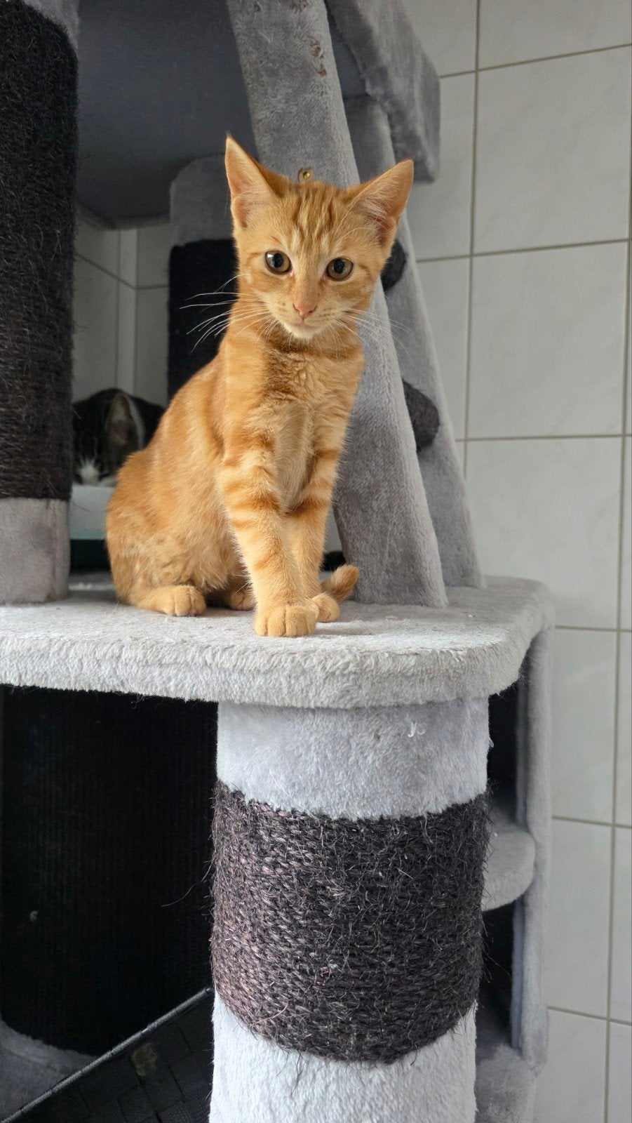 4 lieverds, Dieren en Toebehoren, Katten en Kittens | Overige Katten, Meerdere dieren, Kortharig