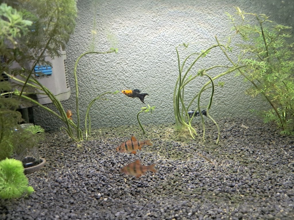 tropische vissen, Dieren en Toebehoren, Vis, Zoetwatervis