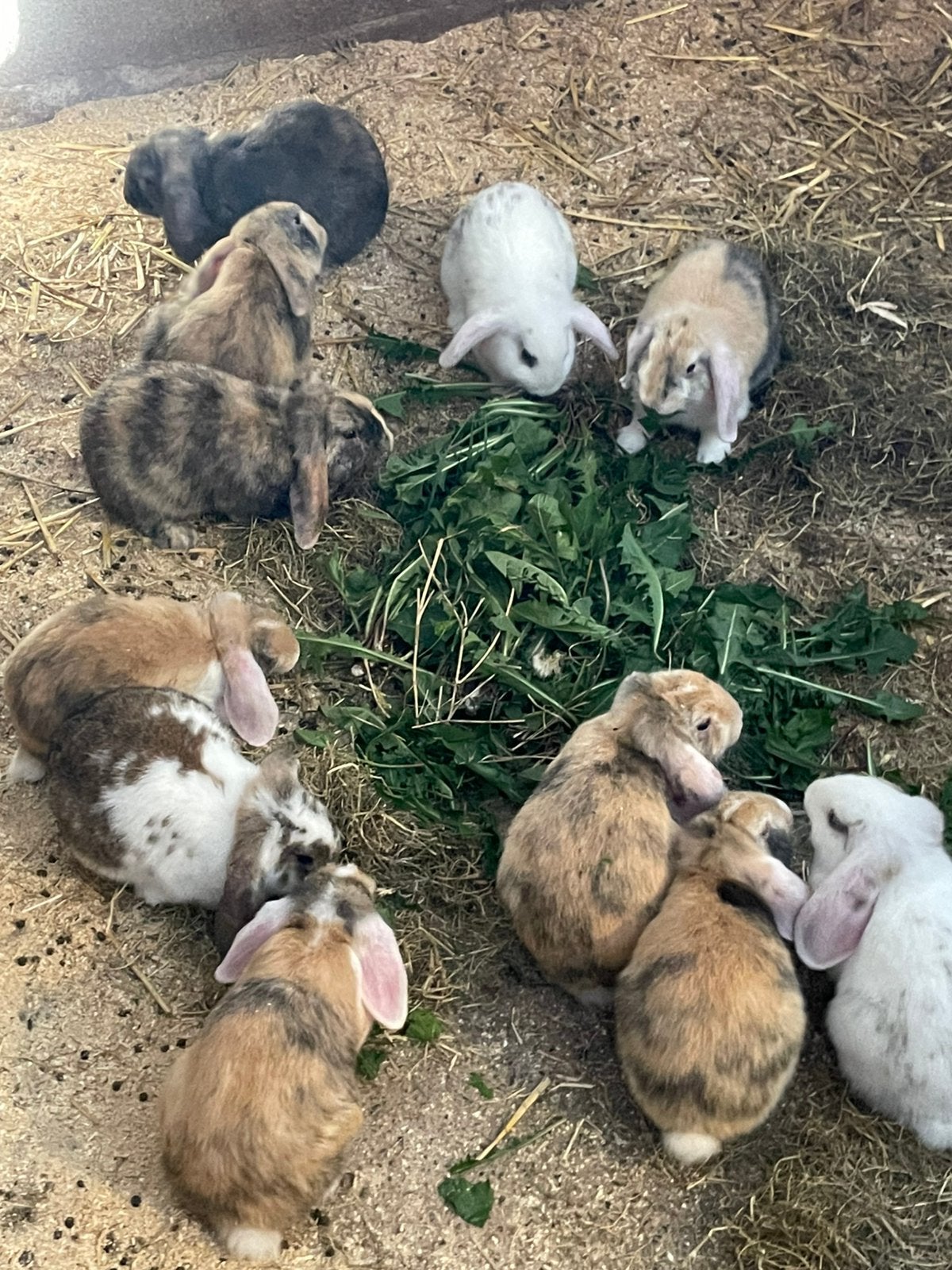 Jonge hangoor konijnen, Dieren en Toebehoren, Konijnen, Meerdere dieren, Hangoor