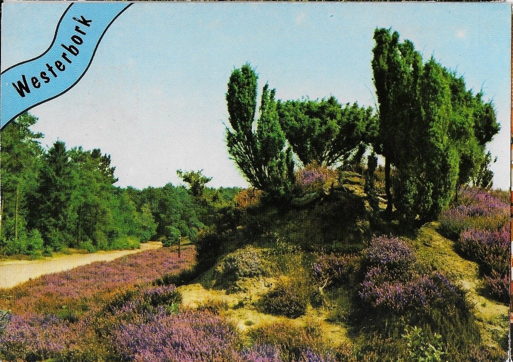 Q2310 gelopen ansichtkaart westerbork, Ophalen of Verzenden, 1980 tot heden, Gelopen