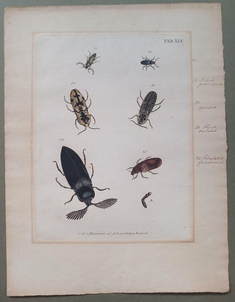 Gravure taxonomie torren J.E. Voet C.F.C. Kleemann 1805, Antiek en Kunst, 1800 - 1899, Handgekleurd, Ophalen of Verzenden, Gravure