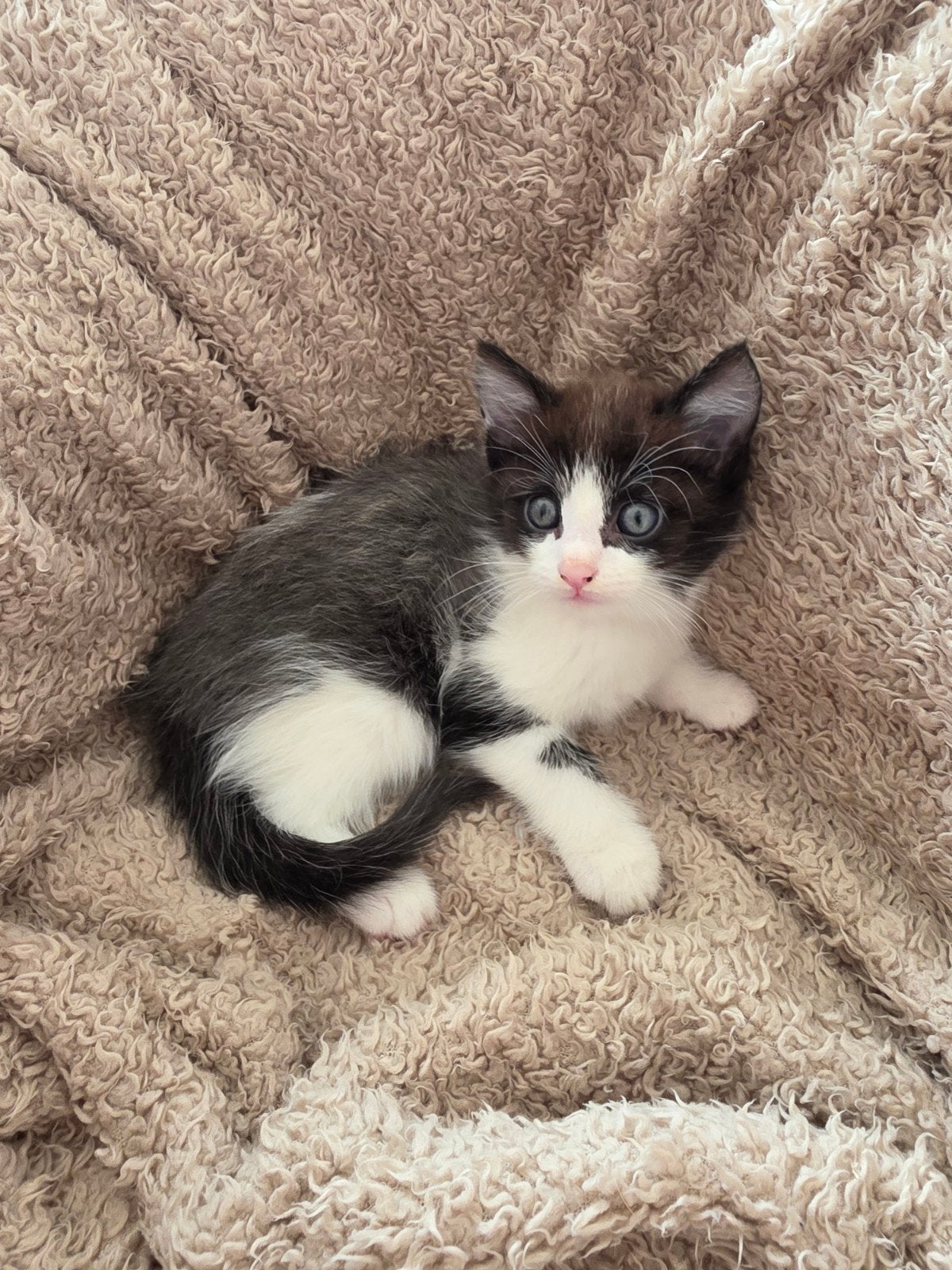 3 lieve kittens, Meerdere dieren, Ontwormd, 0 tot 2 jaar