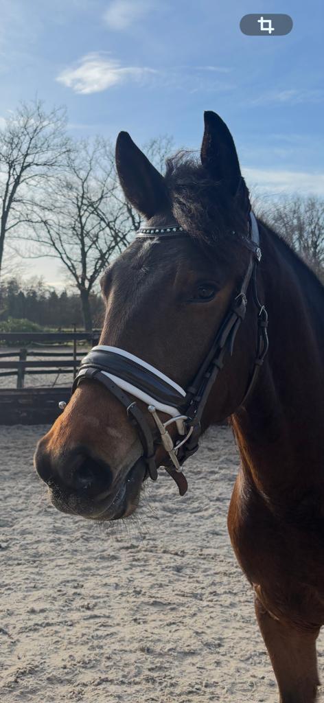 Super mooi Bruin Cob hoofdstel, Dieren en Toebehoren, Ophalen of Verzenden, Zo goed als nieuw, Dressuur