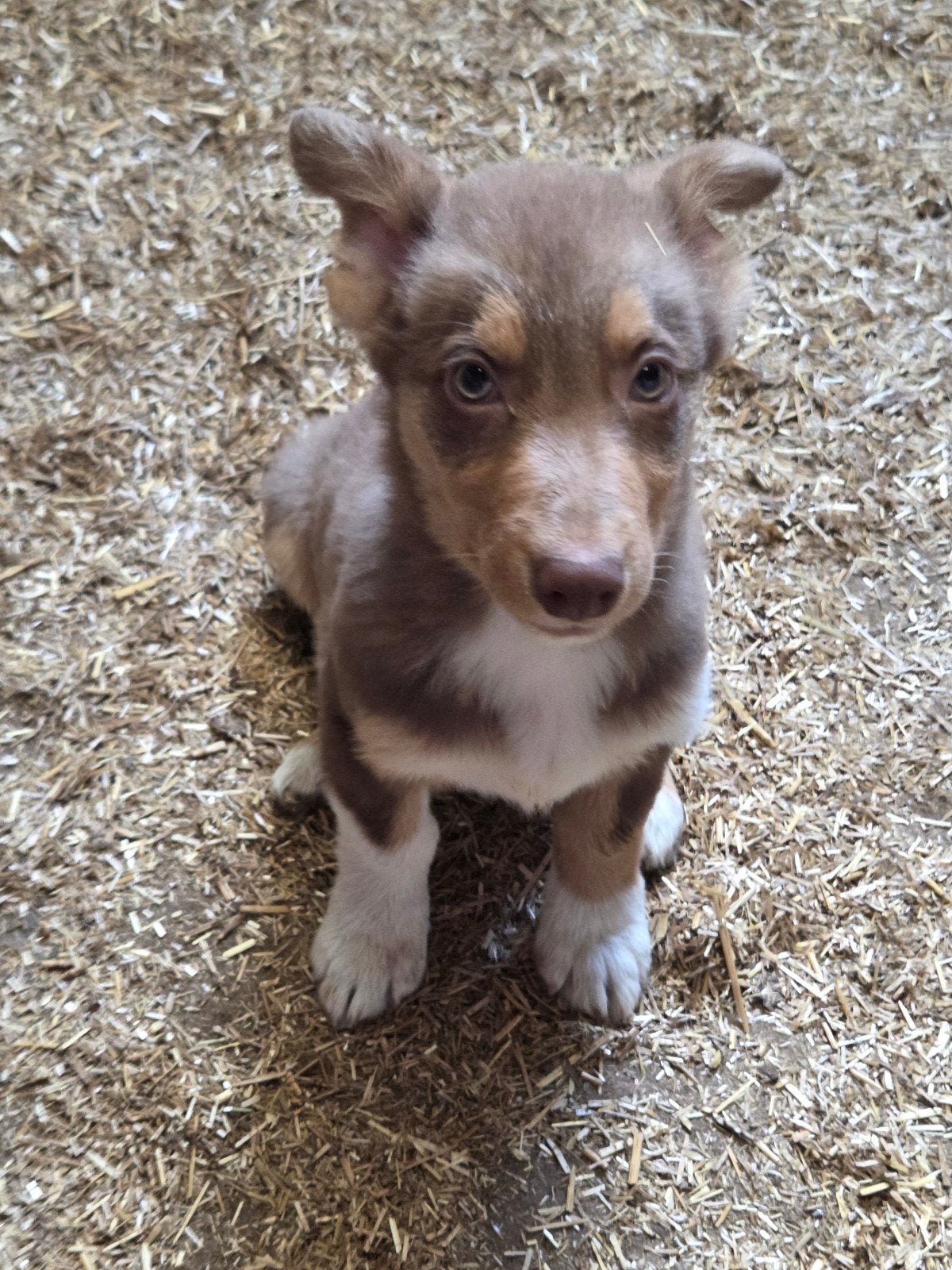 Prachtige Welsh corgi Cardigan pups, Dieren en Toebehoren, België, Fokker | Hobbymatig, CDV (hondenziekte), 8 tot 15 weken