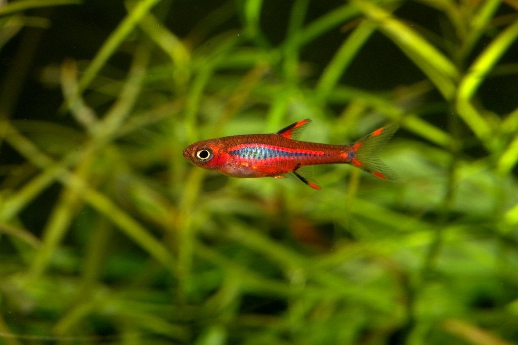 Hobbyaquarium Boraras brigittae / dwergrasbora Zondag 12/17u, Vis, Zoetwatervis, Schoolvis