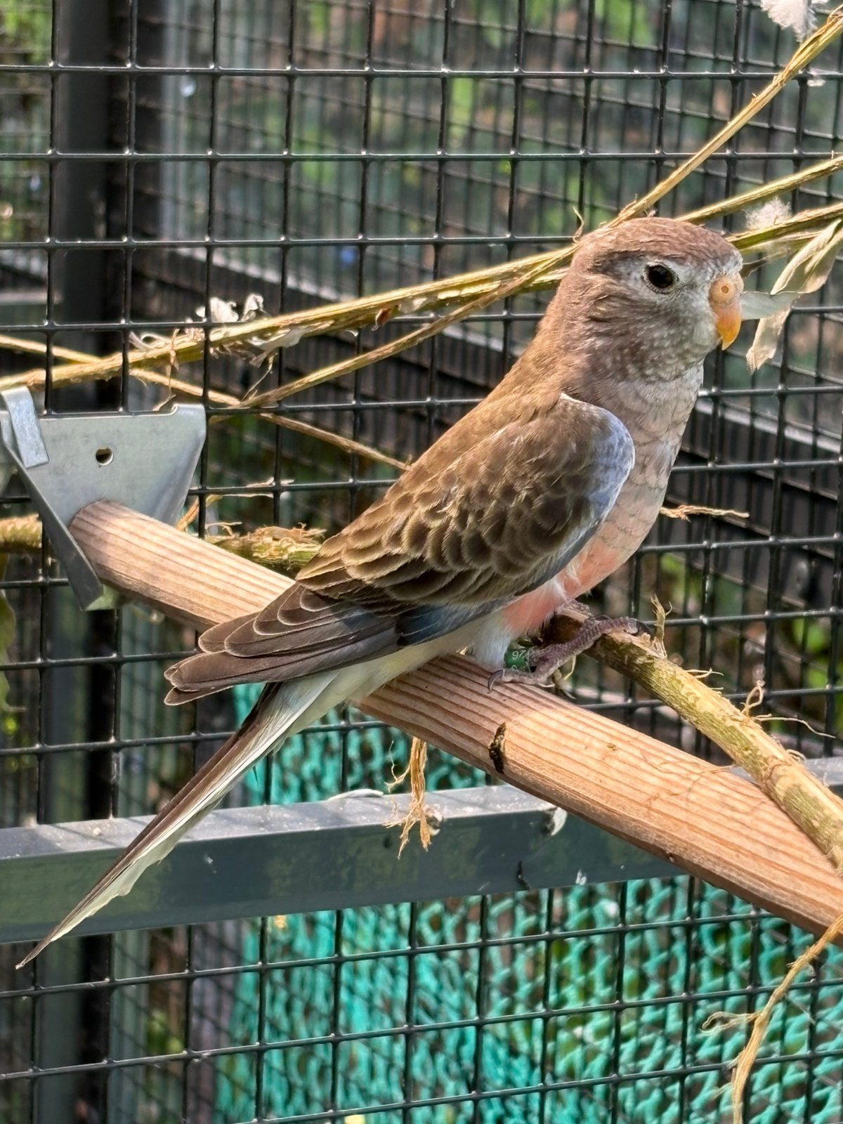 Bourke parkiet pop, Dieren en Toebehoren, Vrouwelijk, Parkiet, Geringd