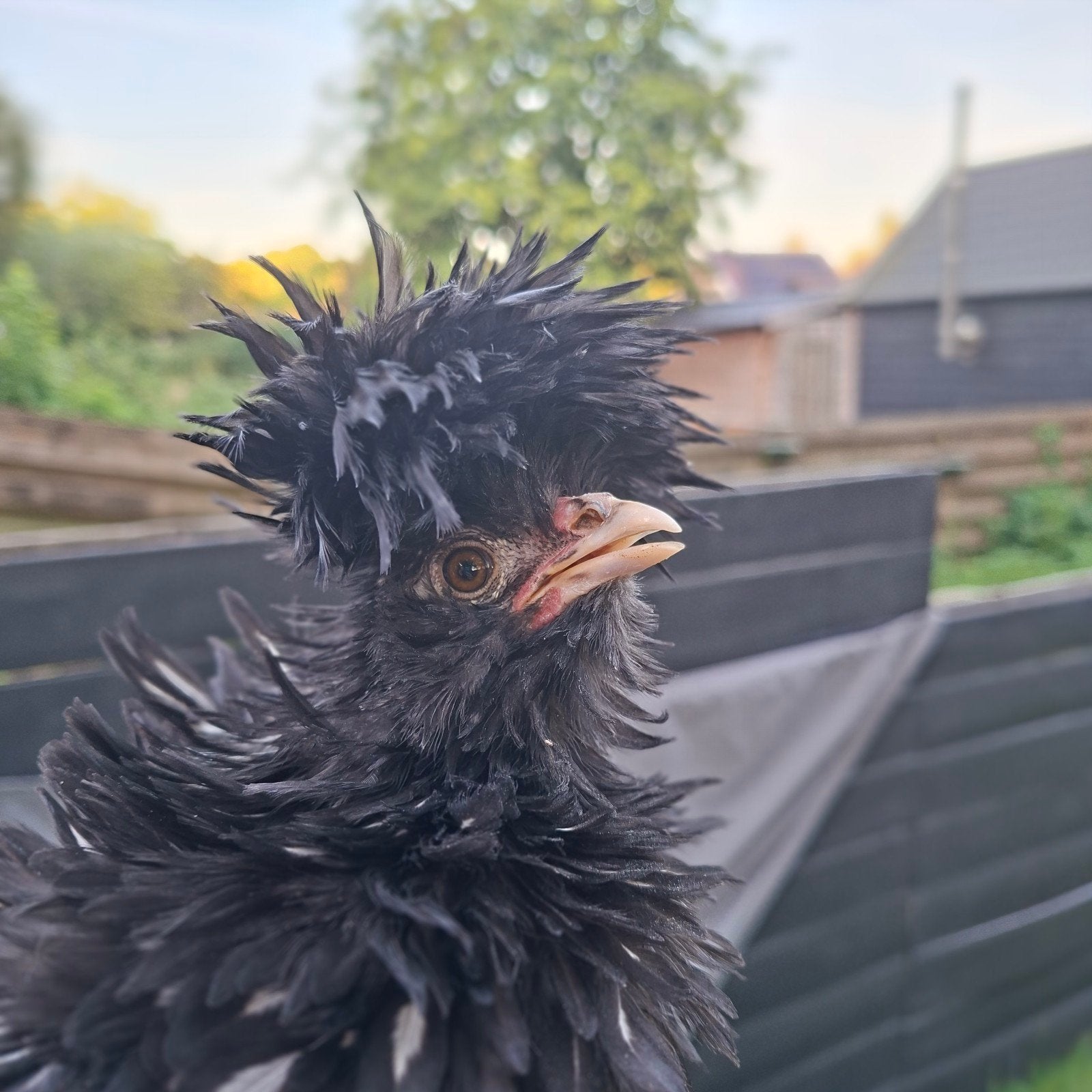 Baardkuifhoen kuikens, Dieren en Toebehoren, Geslacht onbekend, Kip