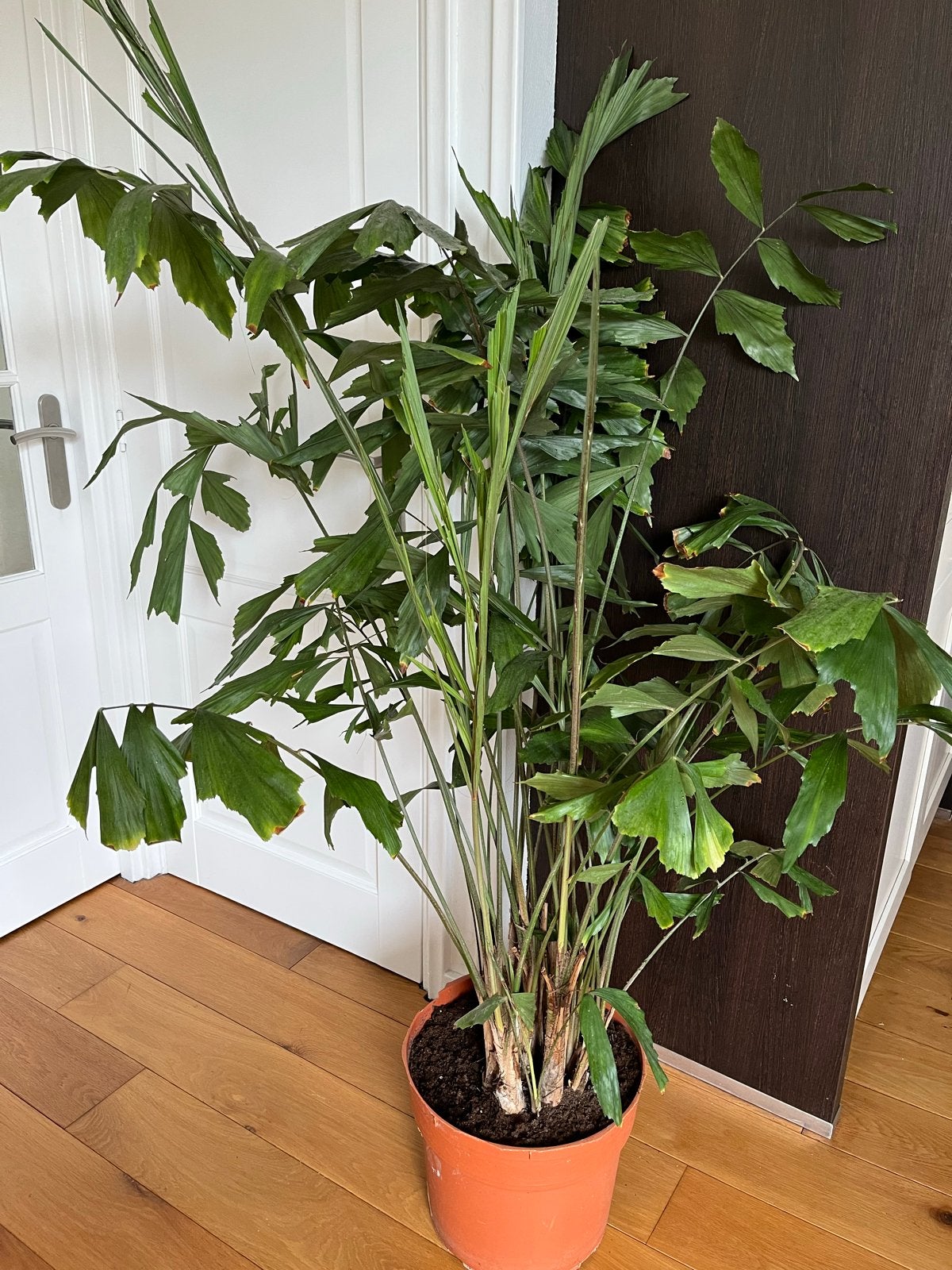 Grote Caryota Mitis (Vissenstaartpalm) - 160 cm hoog, Ophalen, Palm, Halfschaduw, In pot