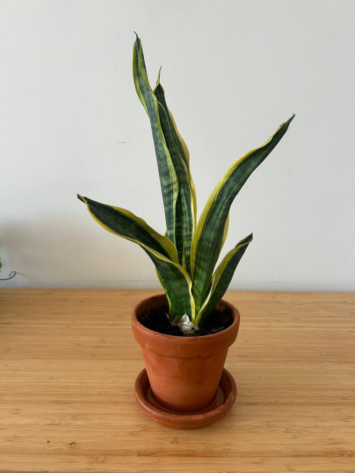 Snake plant (Sansevieria Laurentii) in pot, Ophalen, In pot, Halfschaduw, Minder dan 100 cm