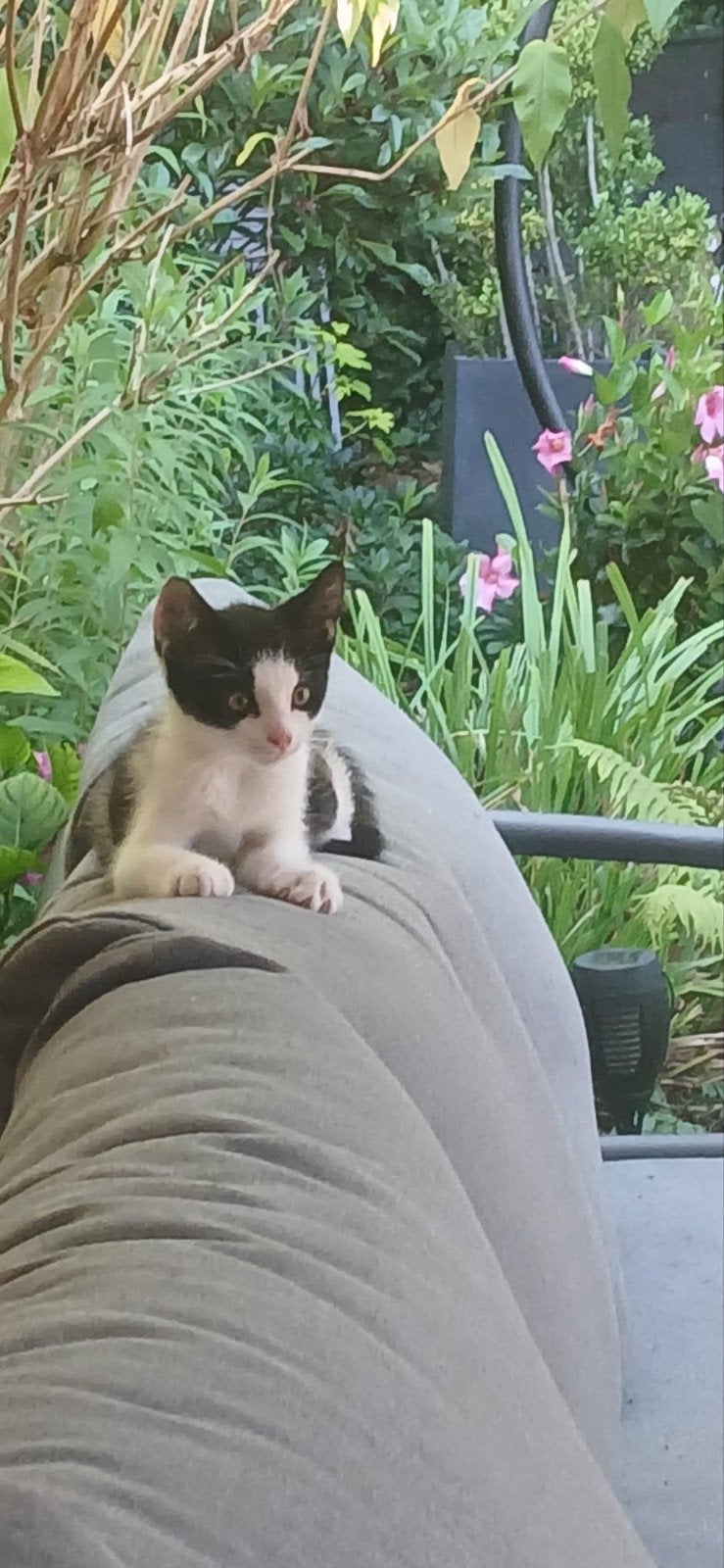 2 lieve katertjes 10 weken oud, Kater, Ontwormd, 0 tot 2 jaar