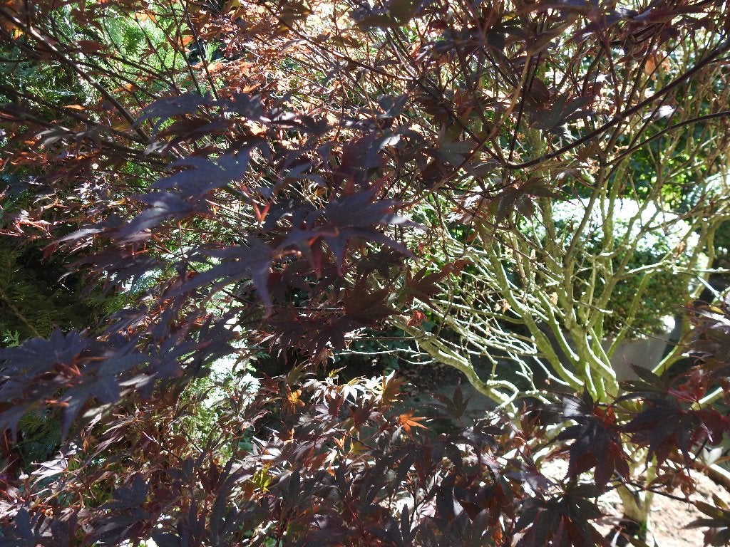 Twee Acer Palmatum in eiken kuipen , zijn grote exemplaren ., Ophalen, Zomer, Volle zon, Overige soorten
