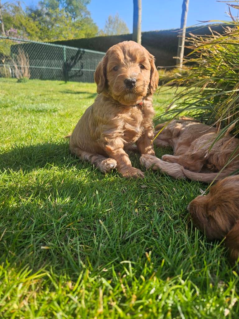Australian labradoodle pups van geteste ouders, 8 tot 15 weken, Eén hond, Nederland, Fokker | Hobbymatig